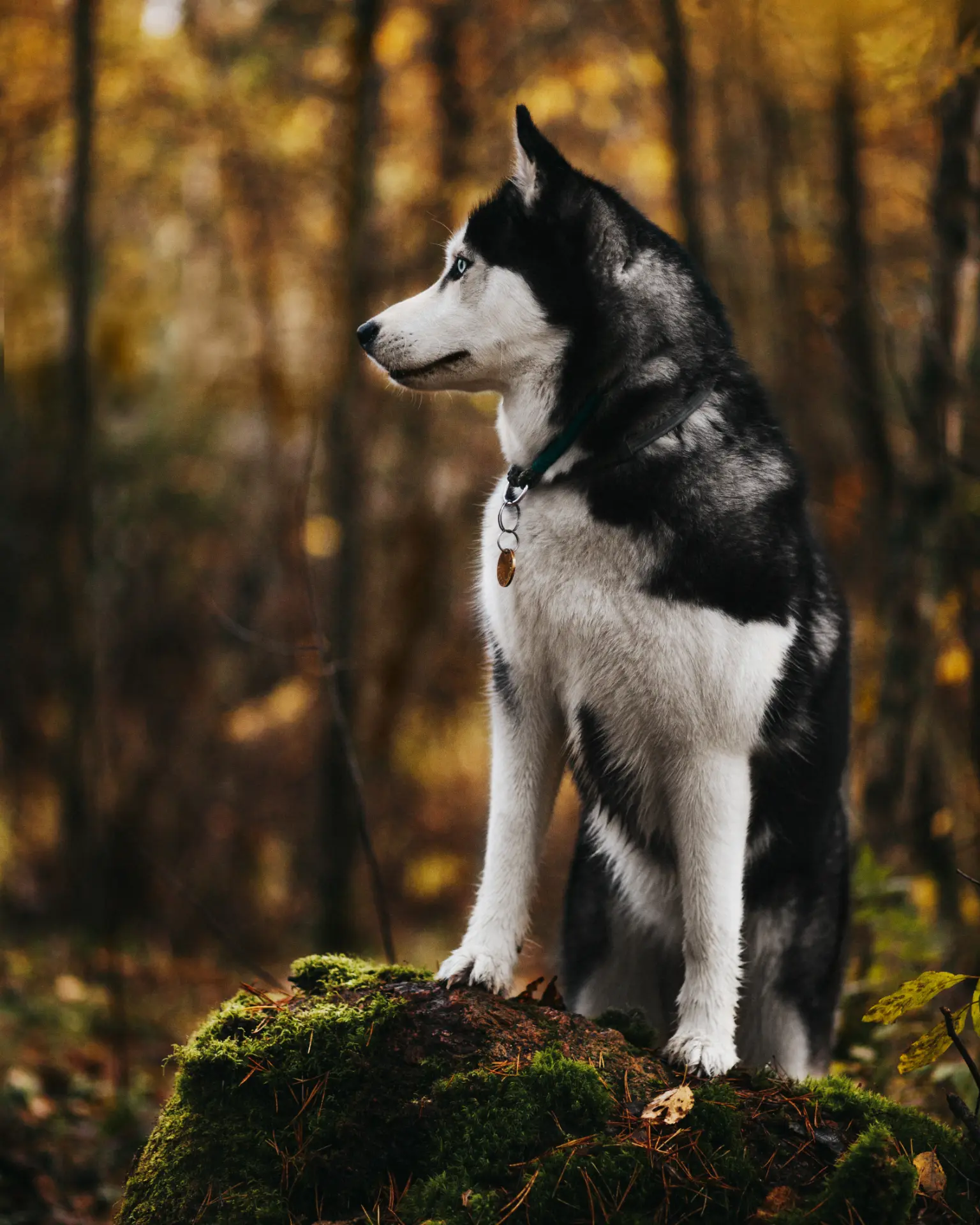 Chien revenant vers son humain dans une clairière