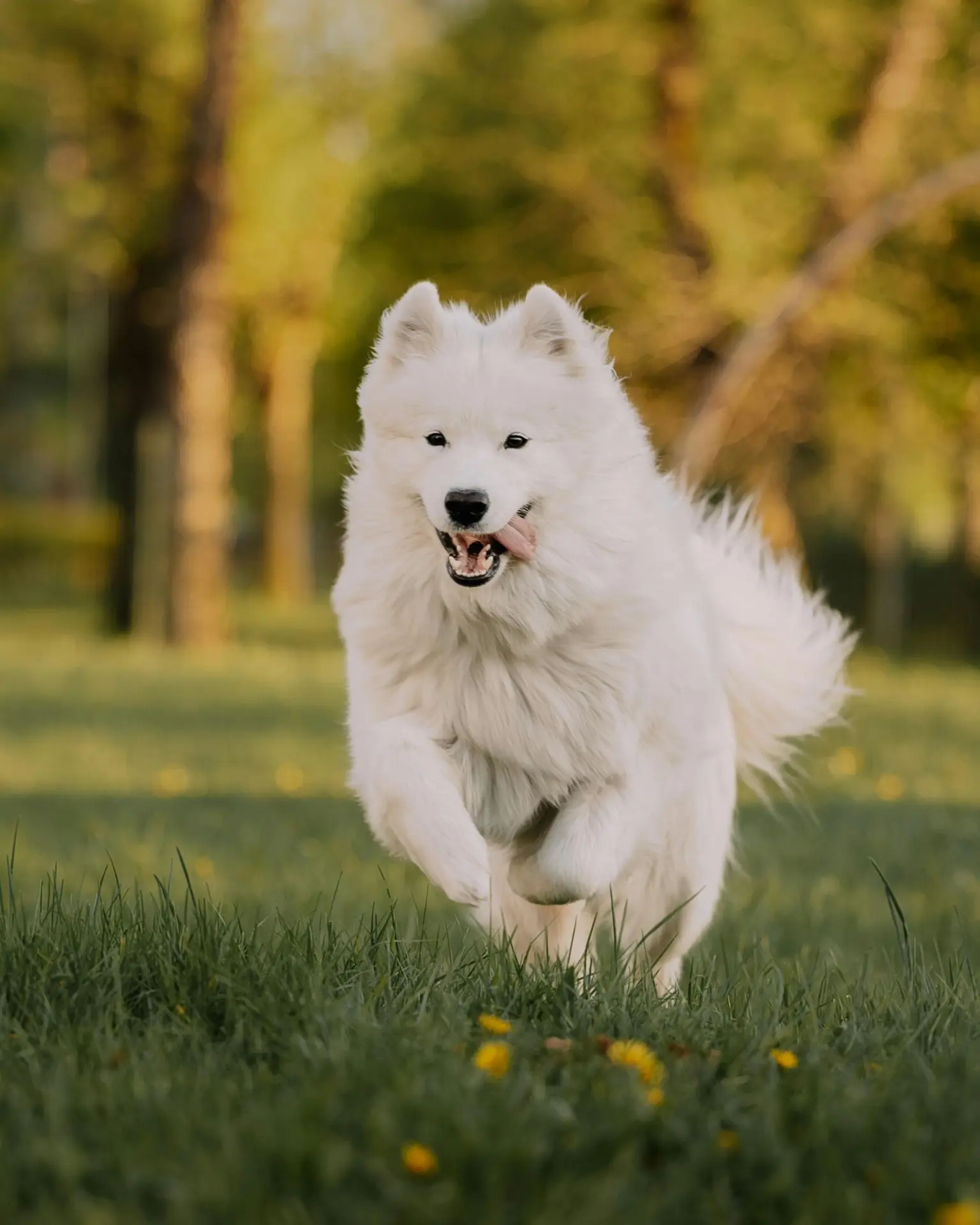 Chien en balade éducative, à l'écoute de son humain