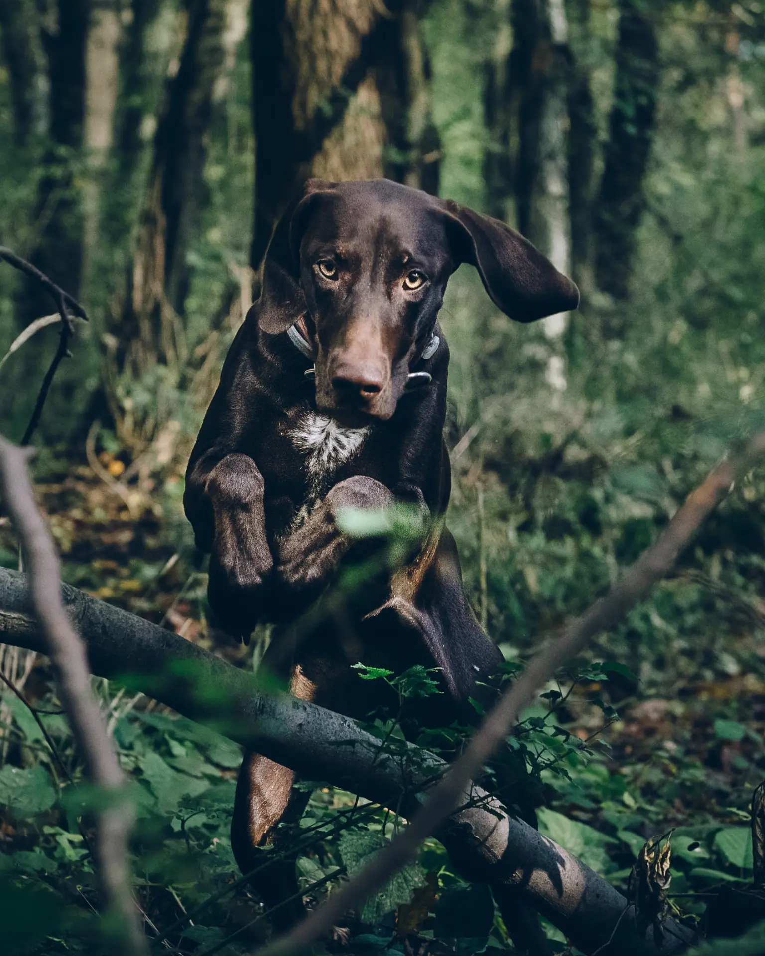 Chien attentif lors d'un exercice d'éducation en extérieur