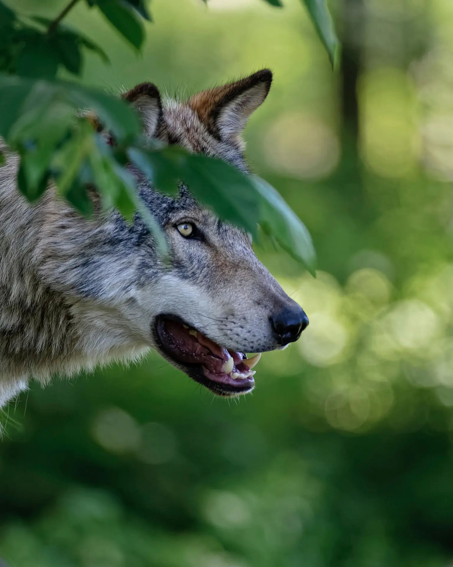 Gros plan d'un chien qui flaire l'herbe, suivant son instinct