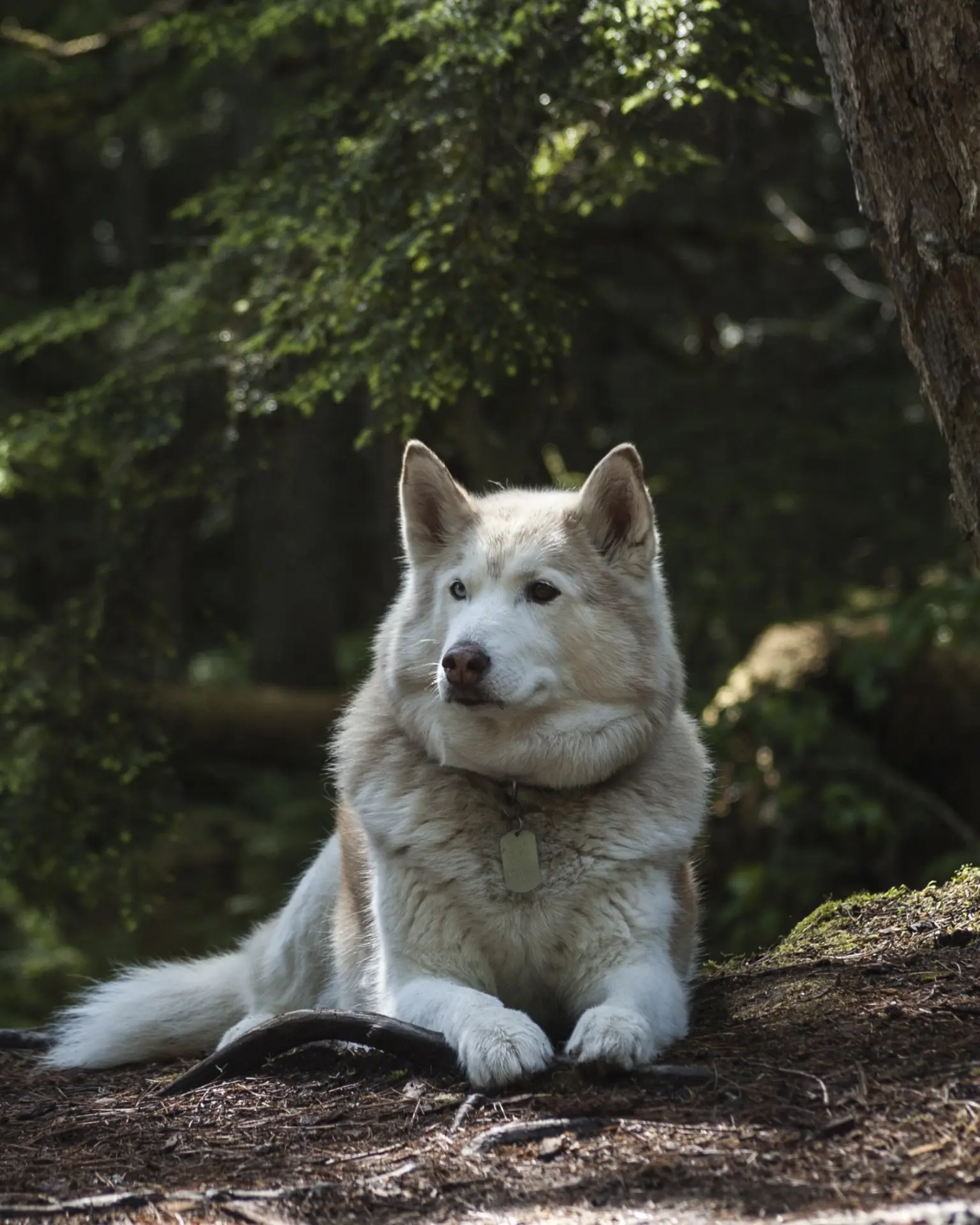 Chien allongé sur la mousse d'une forêt, attentif à son environnement