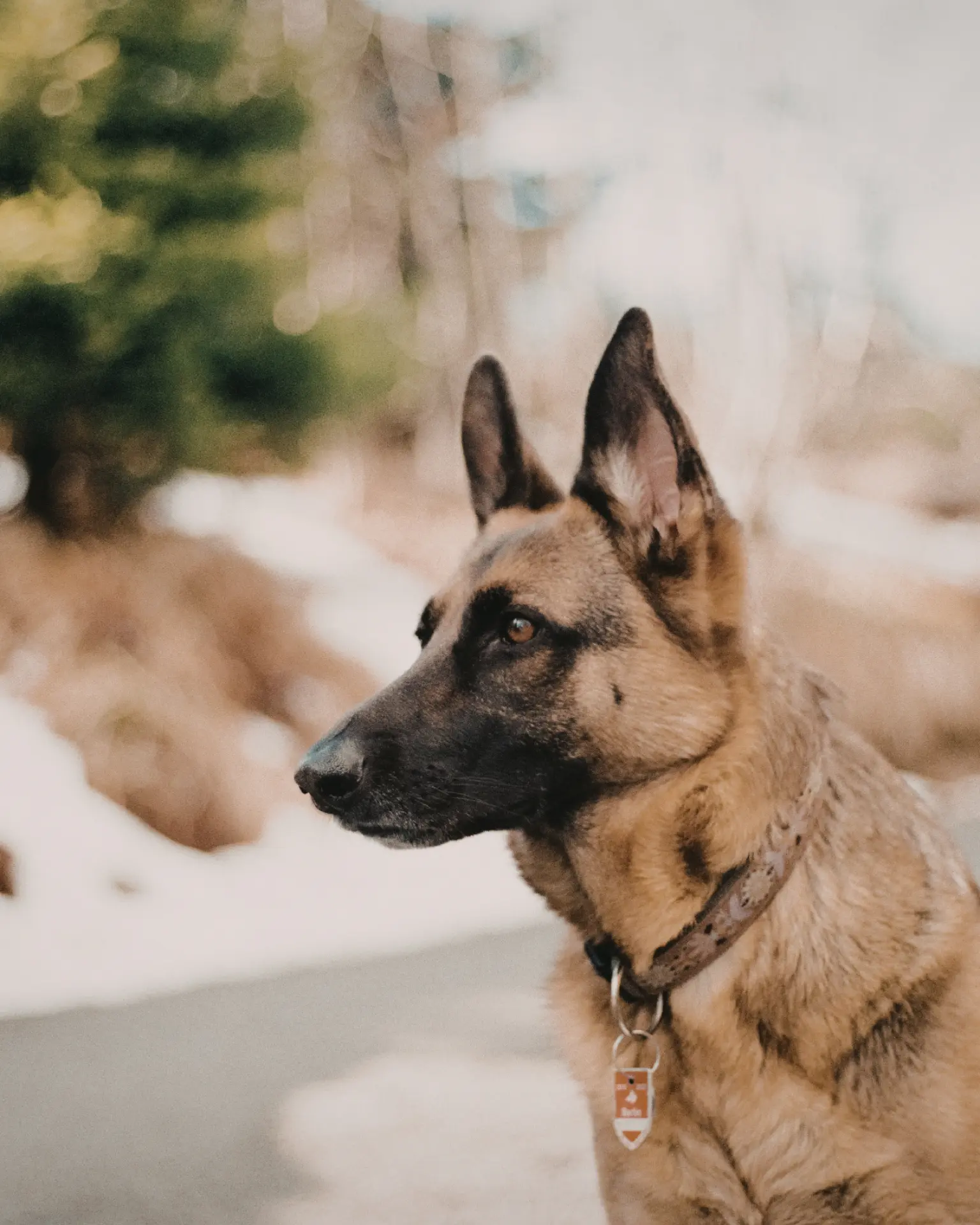 Promeneuse marchant sur un chemin forestier avec son chien en laisse détendue