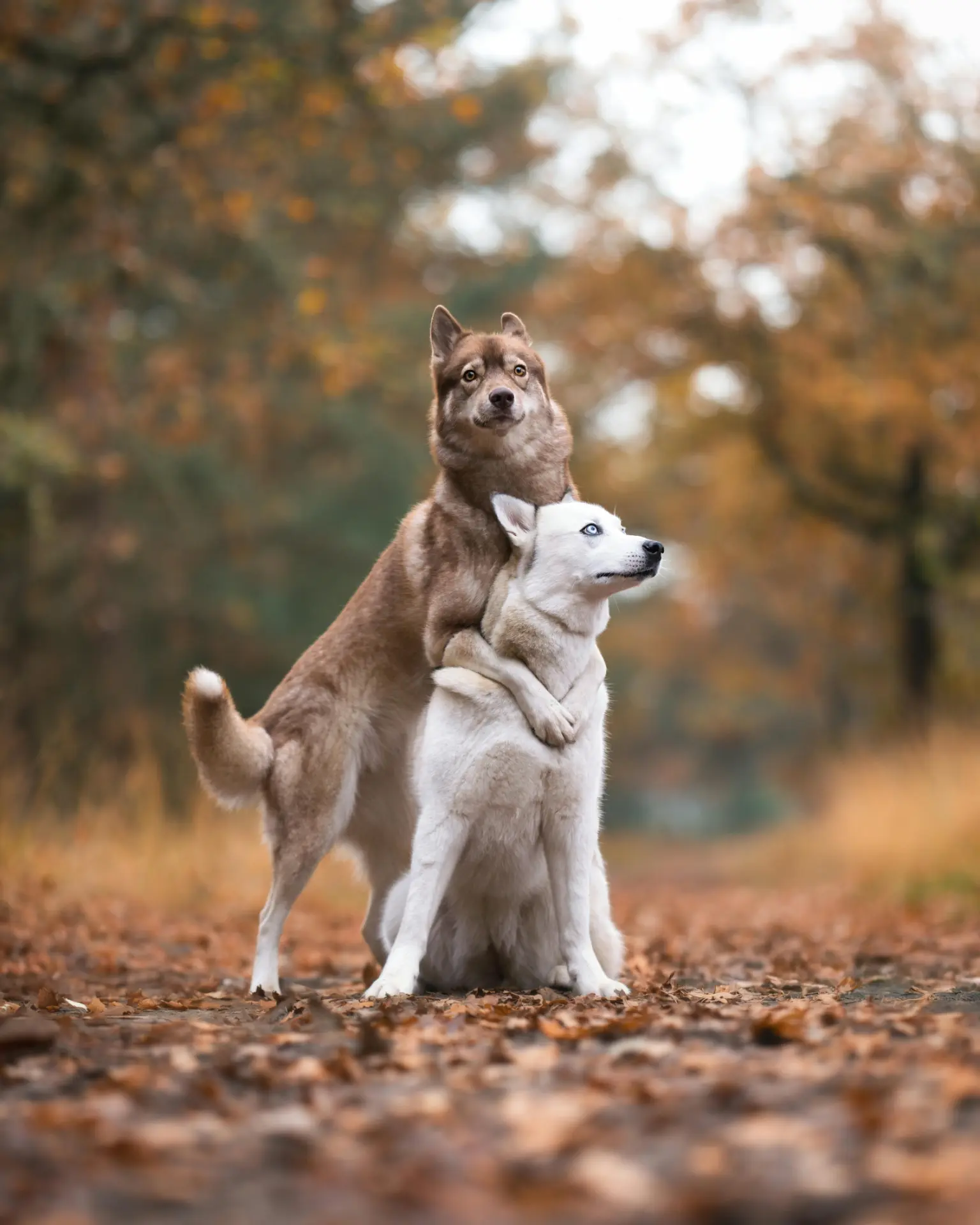 Chiens marchant ensemble dans un sous-bois